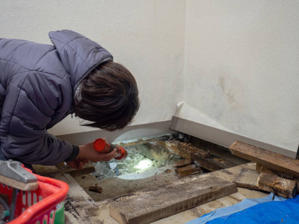 Best Crawl Space Mold Remediation  in Chantilly, VA